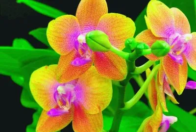 fleurs: orchidÃ©es