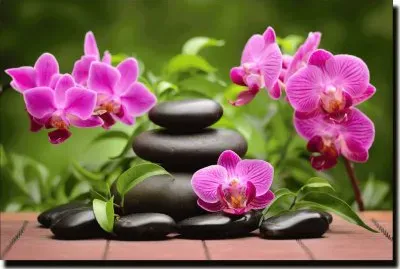 fleurs: orchidÃ©es