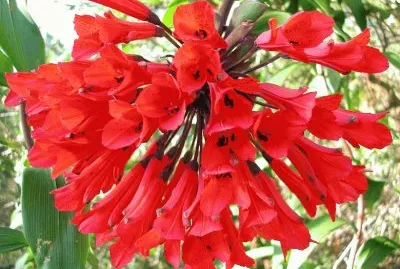 fleurs: Bomarea