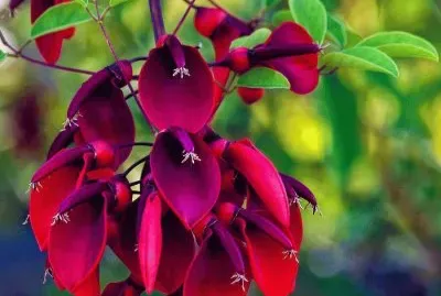 fleurs: