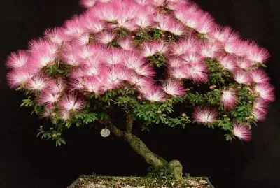 fleurs: Caliandra