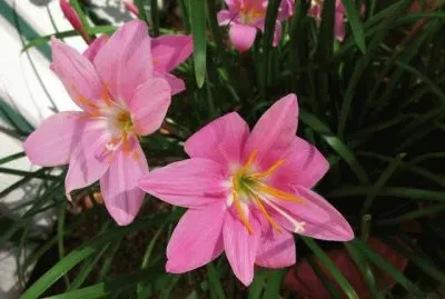 פאזל של zephyranthes
