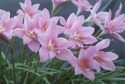 fleurs jigsaw puzzle