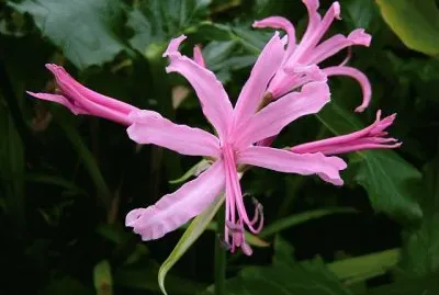 nÃ©rine jigsaw puzzle