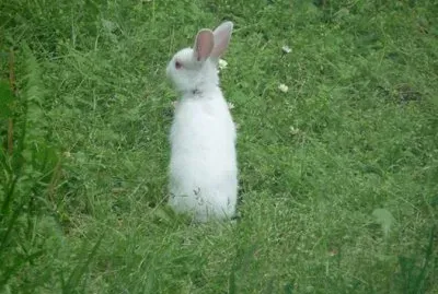 Jeune lapin albinos
