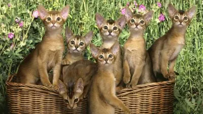 פאזל של GATICOS