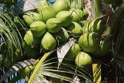 Fresh Coconuts