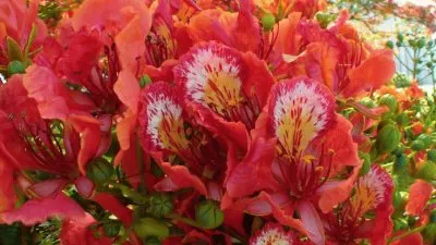 Flamboyant state Flower St Eustatius