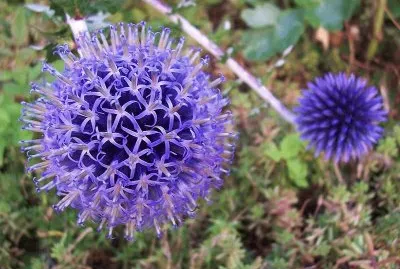 echinops jigsaw puzzle