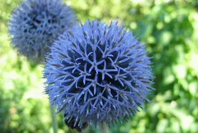 echinops