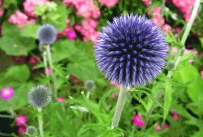 echinops jigsaw puzzle