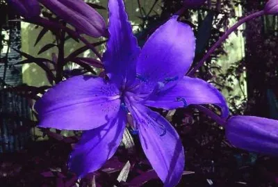 fleurs