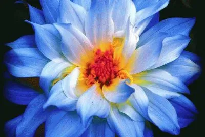 fleurs