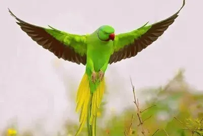 EL QUE ES PERICO DONDE QUIERA ES VERDE.