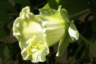 cobÃ©e jigsaw puzzle