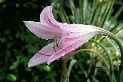 quamoclit jigsaw puzzle