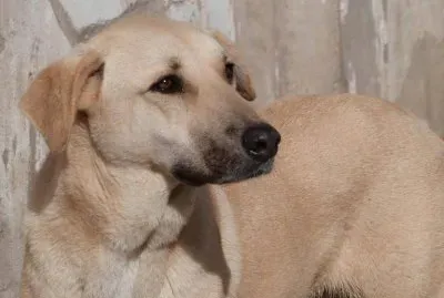 DALLAS Heureux adoptÃ©