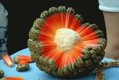 Hala Fruit from Hawaii