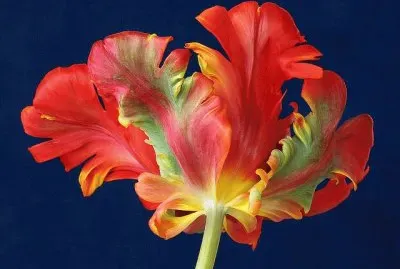 Parrot Tulip jigsaw puzzle