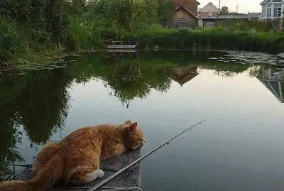 gato