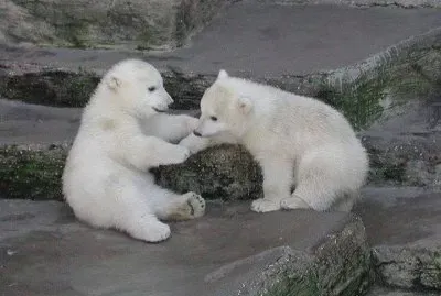 oursons blancs