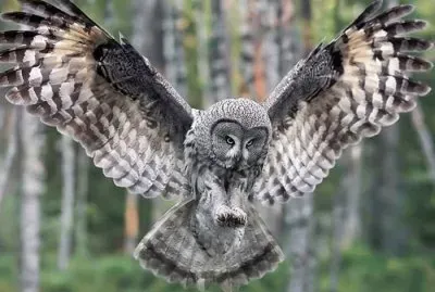 hibou