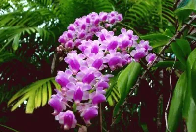 orchidÃ©es