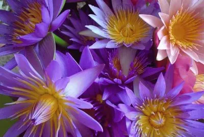 nÃ©nuphars jigsaw puzzle