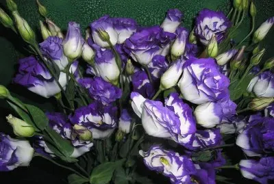 Lisianthus