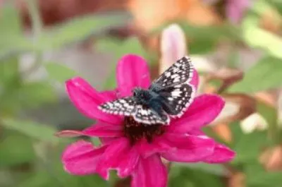 papillon jigsaw puzzle