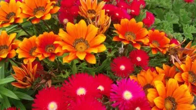 Flores cores quentes jigsaw puzzle