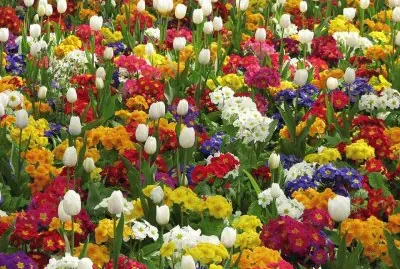 flores jigsaw puzzle