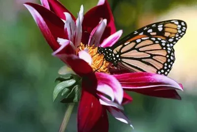 papillon