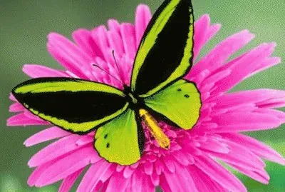 Verde em rosa