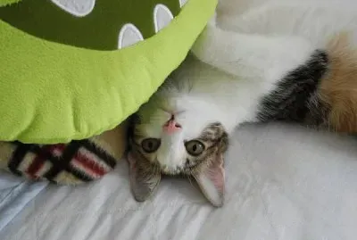 cat jigsaw puzzle