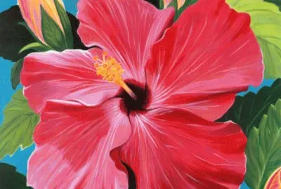 Pink Hibiscus
