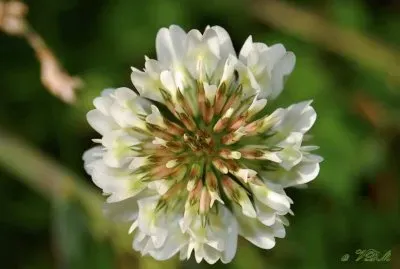 fleur de trefle jigsaw puzzle