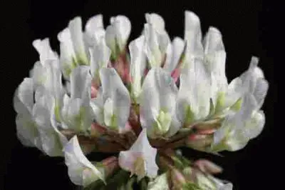 treflr jigsaw puzzle