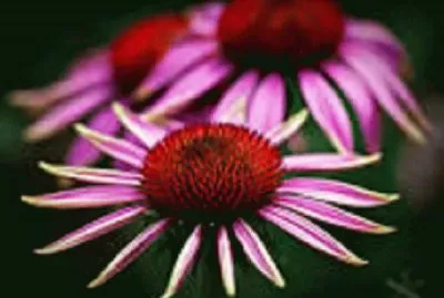 flower 2