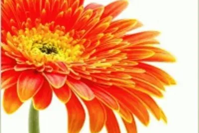 flower 3