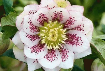 fleur