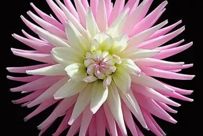 dahlia