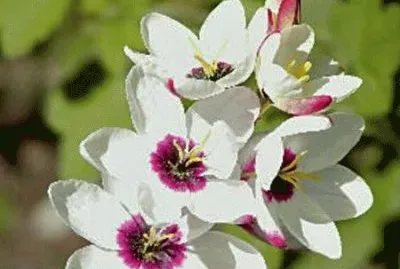 fleur