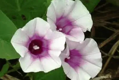 Flor de Batata Doce
