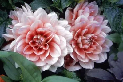 Dahlia 's