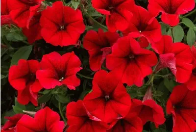 surfinia jigsaw puzzle