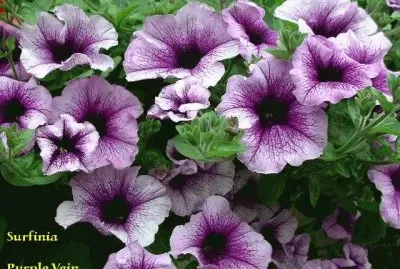 surfinia jigsaw puzzle