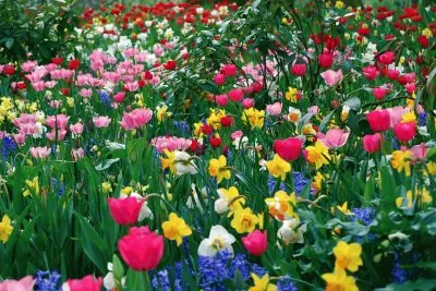 Tulipas no Campo jigsaw puzzle