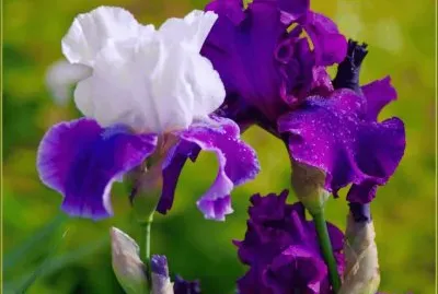 Purple and White jigsaw puzzle