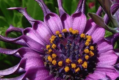 Exotic Flowers jigsaw puzzle